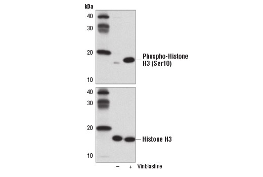 Western blot analysis of extracts from HeLa cells, untreated (-) or treated with Vinblastine (10 nM, 18 hr; +), using Phospho-Histone H3 (Ser10) (D2C8) XP ® Rabbit mAb #3377 (upper) or Histone H3 (D1H2) XP ® Rabbit mAb #4499 (lower).