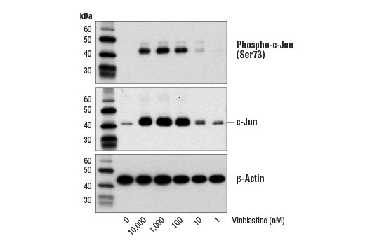 Western blot analysis of extracts from HeLa cells, untreated or treated with Vinblastine (18 hr) at the indicated concentrations, using Phospho-c-Jun (Ser73) (D47G9) XP ® Rabbit mAb #3270 (upper), c-Jun (60A8) Rabbit mAb, #9165 (middle), or β-Actin (D6A8) Rabbit mAb #8457 (lower).