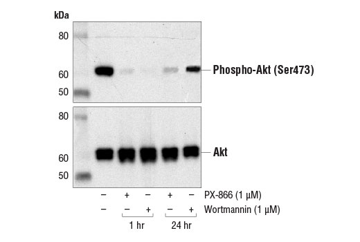 Western blot analysis of extracts from Jurkat cells, untreated (-) or treated with PX-866 (1 μM; +) or Wortmannin #9951 (1 μM; +) for the indicated times, using Phospho-Akt (Ser473) (D9E) XP ® Rabbit mAb #4060 (upper) and Akt (pan) (C67E7) Rabbit mAb #4691 (lower).