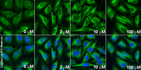  ab66705 staining PAI1 in HeLa cells treated with dyngo-4a™(ab120689), by ICC/IF. Increase in PAI1 expression correlates with increased concentration of dyngo-4a™, as described in literature.The cells were incubated at 37°C for 6h in media containing different concentrations of ab120689 (dyngo-4a™) in DMSO, fixed with 100% methanol for 5 minutes at -20°C and blocked with PBS containing 10% goat serum, 0.3 M glycine, 1% BSA and 0.1% tween for 2h at room temperature. Staining of the treated cells with ab66705 (5 µg/ml) was performed overnight at 4°C in PBS containing 1% BSA and 0.1% tween. A DyLight 488 goat anti-rabbit polyclonal antibody (ab96899) at 1/250 dilution was used as the secondary antibody. Nuclei were counterstained with DAPI and are shown in blue.