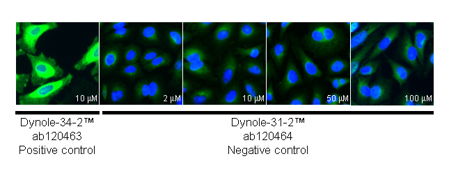  ab66705 staining PAI1 in HeLa cells treated with dynole-31-2™ (ab120464), by ICC/IF. No change in PAI1 expression with increased concentration of dynole-31-2™ (negative control for dynole 34-2™ (ab120463), as described in literature.The cells were incubated at 37°C for 6h in media containing different concentrations of ab120464 (dynole-31-2™) in DMSO, fixed with 100% methanol for 5 minutes at -20°C and blocked with PBS containing 10% goat serum, 0.3 M glycine, 1% BSA and 0.1% tween for 2h at room temperature. Staining of the treated cells with ab66705 (5 µg/ml) was performed overnight at 4°C in PBS containing 1% BSA and 0.1% tween. A DyLight 488 goat anti-rabbit polyclonal antibody (ab96899) at 1/250 dilution was used as the secondary antibody. Nuclei were counterstained with DAPI and are shown in blue.
