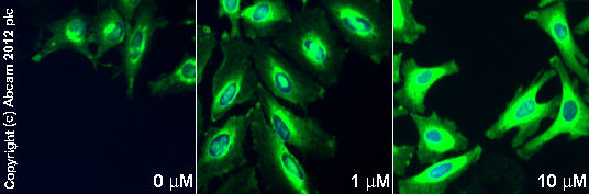  ab66705 staining PAI1 in HeLa cells treated with dynole-34-2™; (ab120463), by ICC/IF. Increase in PAI1 expression correlates with increased concentration of dynole-34-2™, as described in literature.The cells were incubated at 37°C for 24h in media containing different concentrations of ab120463 (dynole-34-2™) in DMSO, fixed with 100% methanol for 5 minutes at -20°C and blocked with PBS containing 10% goat serum, 0.3 M glycine, 1% BSA and 0.1% tween for 2h at room temperature. Staining of the treated cells with ab66705 (5 µg/ml) was performed overnight at 4°C in PBS containing 1% BSA and 0.1% tween. A DyLight 488 goat anti-rabbit polyclonal antibody (ab96899) at 1/250 dilution was used as the secondary antibody. Nuclei were counterstained with DAPI and are shown in blue.