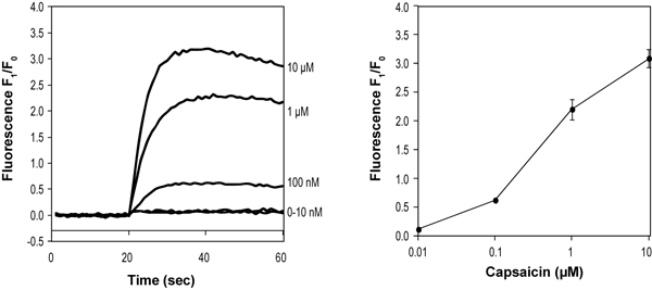  Capsaicin induces Ca2+ influx via activation of TRPV1 channels expressed in C6 cells. Cells were loaded with Fluo-3 AM (ab145254) and stimulated with Capsaicin (ab141000). Changes in intracellular Ca2+ were detected via changes in Fluo-3 emission following application. The left panel shows normalized fluorescence before and after application (at 20 seconds) of 0-10 µM Capsaicin (as indicated). The right panel shows normalized fluorescence plotted against Capsaicin concentrations.