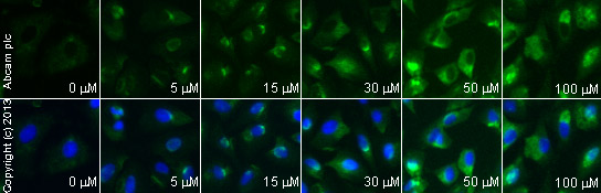  ab26 staining p53 in A549 cells treated with erucin (ab141931), by ICC/IF. Increase in p53 expression correlates with increased concentration of erucin, as described in literature.The cells were incubated at 37°C for 1 hour in media containing different concentrations of ab141931 (erucin) in DMSO, fixed with 4% formaldehyde for 10 minutes at room temperature and blocked with PBS containing 10% goat serum, 0.3 M glycine, 1% BSA and 0.1% tween for 2h at room temperature. Staining of the treated cells with ab26 (10 µg/ml) was performed overnight at 4°C in PBS containing 1% BSA and 0.1% tween. A DyLight 488 anti-mouse polyclonal antibody (ab96879) at 1/250 dilution was used as the secondary antibody. Nuclei were counterstained with DAPI and are shown in blue.