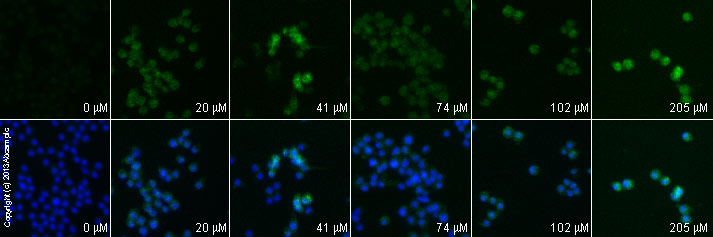  ab7977 staining BAX in RAW 264.7 cells treated with etomidate (ab120311), by ICC/IF. Increase in BAX expression correlates with increased concentration of etomidate, as described in literature.The cells were incubated at 37°C for 24h in media containing different concentrations of ab120311 (etomidate) in DMSO, fixed with 100% methanol for 5 minutes at -20°C and blocked with PBS containing 10% goat serum, 0.3 M glycine, 1% BSA and 0.1% tween for 2h at room temperature. Staining of the treated cells with ab7977 (1 µg/ml) was performed overnight at 4°C in PBS containing 1% BSA and 0.1% tween. A DyLight 488 goat anti-rabbit polyclonal antibody (ab96899) at 1/250 dilution was used as the secondary antibody. Nuclei were counterstained with DAPI and are shown in blue.