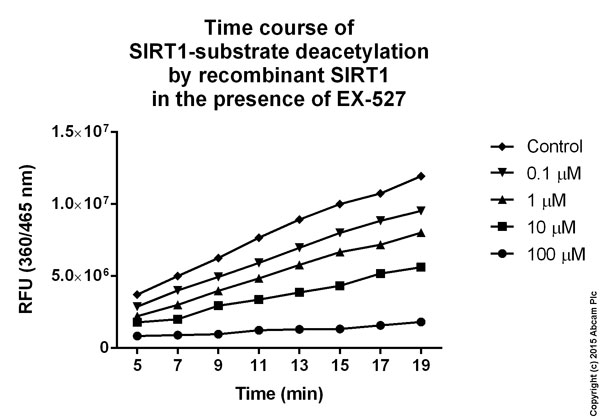  Time course of SIRT1-substrate deacetylation by recombinant SIRT1 in the presence of EX-527.