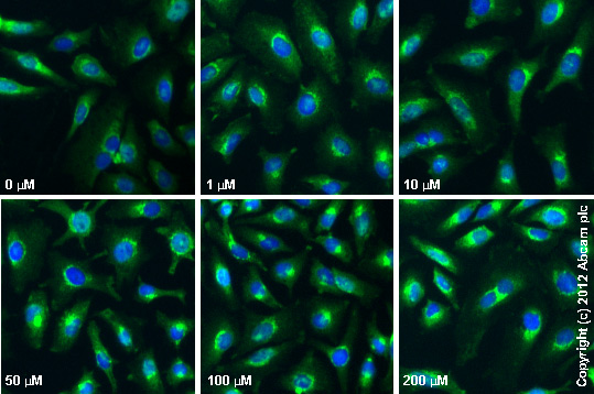  ab86071 staining GBF1 in HeLa cells treated with Exo-1 (ab120292), by ICC/IF. Increase in GBF1 expression correlates with increased concentration of Exo-1 as described in literature.The cells were incubated at 37°C for 5 minutes in media containing different concentrations of ab120292 ( Exo-1) in DMSO, fixed with 4% formaldehyde for 10 minutes at room temperature and blocked with PBS containing 10% goat serum, 0.3 M glycine, 1% BSA and 0.1% tween for 2h at room temperature. Staining of the treated cells with ab86071 (5 µg/ml) was performed overnight at 4°C in PBS containing 1% BSA and 0.1% tween. A DyLight 488 goat anti-rabbit polyclonal antibody (ab96899) at 1/250 dilution was used as the secondary antibody. Nuclei were counterstained with DAPI and are shown in blue.