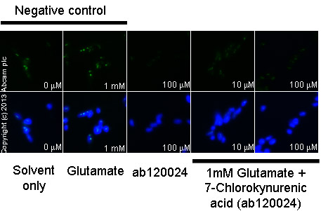  ab12416 staining cGMP in SKNSH cells treated with 7-Chlorokynurenic acid (ab120024), by ICC/IF. Decrease in cGMP expression correlates with increased concentration of 7-Chlorokynurenic acid, as described in literature.The cells were incubated at 37°C for 15 minutes in media containing different concentrations of ab120024 (7-Chlorokynurenic acid) in DMSO. Some samples where then further incubated with 15 µM NMDA (ab120052) for 5 minutes and all samples were fixed with 100% methanol for 5 minutes at -20°C and blocked with PBS containing 10% goat serum, 0.3 M glycine, 1% BSA and 0.1% tween for 2h at room temperature. Staining of the treated cells with ab12416 (5 µg/ml) was performed overnight at 4°C in PBS containing 1% BSA and 0.1% tween. A DyLight 488 anti-rabbit polyclonal antibody (ab96899) at 1/250 dilution was used as the secondary antibody. Nuclei were counterstained with DAPI and are shown in blue.