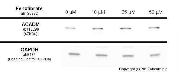 HL-60 cells were incubated at 37&degC for 24h with vehicle control (0 &microM) and different concentrations of fenofibrate (ab120832). Increased expression of ACADM in HL-60 cells correlates with an increase in fenofibrate concentration, as described in literature.Whole cell lysates were prepared with RIPA buffer (containing protease inhibitors and sodium orthovanadate), 10&microg of each were loaded on the gel and the WB was run under reducing conditions. After transfer the membrane was blocked for an hour using 5% BSA before being incubated with ab110296 at 1 &microg/ml and ab9484 at 1 &microg/ml overnight at 4°C. Antibody binding was detected using an anti-mouse antibody conjugated to HRP (ab97040) at 1/10000 dilution and visualised using ECL development solution.