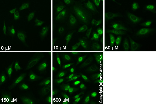  ab51110 staining AMPKα 1 + AMPKα 2 (phosphoT172) in HeLa cells treated with flufenamic acid (ab120354), by ICC/IF. Increase in AMPKα 1 + AMPKα 2 (phosphoT172) nuclear expression correlates with increased concentration of flufenamic acid, as described in literature.The cells were incubated at 37°C for 30 minutes in media containing different concentrations of ab120354 (flufenamic acid) in DMSO, fixed with 4% formaldehyde for 10 minutes at room temperature and blocked with PBS containing 10% goat serum, 0.3 M glycine, 1% BSA and 0.1% tween for 2h at room temperature. Staining of the treated cells with ab51110 (5 µg/ml) was performed overnight at 4°C in PBS containing 1% BSA and 0.1% tween. A DyLight 488 goat anti-rabbit polyclonal antibody (ab96899) at 1/250 dilution was used as the secondary antibody.