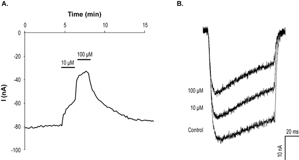  Flunarizine dihydrochloride blocks L-type Ca2+ currents in Xenopus oocytes. A. Time course of L-type channel (CaV1.2+a2d1+ß1a) activity before and during applications of 10 and 100 µM Flunarizine dihydrochloride (ab141798) and upon wash. Holding potential was -100 mV and currents were elicited every 10 seconds by 100 ms steps to 0 mV. Periods of compound application are indicated by the horizontal bars. B. Example of superimposed current traces before and during application of 10 and 100 µM Flunarizine dihydrochloride (taken from the experiment described in A).