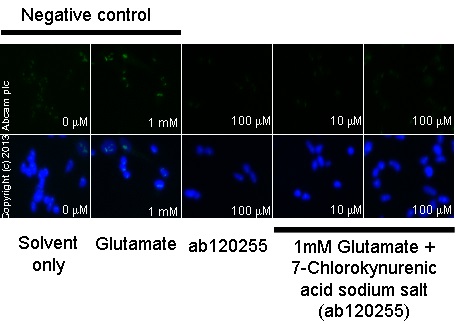  ab12416 staining cGMP in SKNSH cells treated with 7-Chlorokynurenic acid sodium salt (ab120255), by ICC/IF. Decrease in cGMP expression correlates with increased concentration of 7-Chlorokynurenic acid sodium salt, as described in literature.The cells were incubated at 37°C for 30 minutes in media containing different concentrations of ab120255 (7-Chlorokynurenic acid sodium salt) in DMSO. Some samples where then further incubated with 1 mM glutamate (ab120049) for 15 minutes and all samples were fixed with 100% methanol for 5 minutes at -20°C and blocked with PBS containing 10% goat serum, 0.3 M glycine, 1% BSA and 0.1% tween for 2h at room temperature. Staining of the treated cells with ab12416 (5 µg/ml) was performed overnight at 4°C in PBS containing 1% BSA and 0.1% tween. A DyLight 488 anti-rabbit polyclonal antibody (ab96899) at 1/250 dilution was used as the secondary antibody. Nuclei were counterstained with DAPI and are shown in blue.