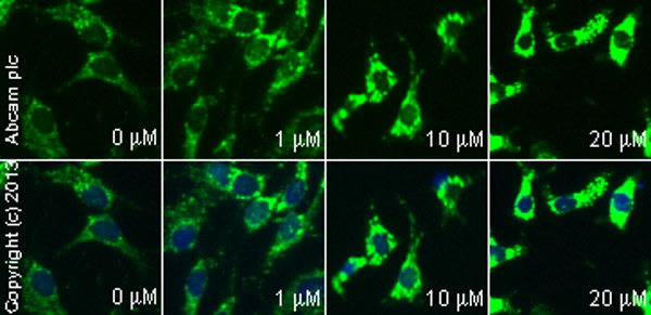  ab90529 staining cytochrome C in HepG2 cells treated with fluvastatin sodium salt (ab120651), by ICC/IF. Increase of cytochrome C expression correlates with increased concentration of fluvastatin sodium salt, as described in literature.The cells were incubated at 37°C for 48 hours in media containing different concentrations of ab120651 (fluvastatin sodium salt) in DMSO, fixed with 4% formaldehyde for 10 minutes at room temperature and blocked with PBS containing 10% goat serum, 0.3 M glycine, 1% BSA and 0.1% tween for 2h at room temperature. Staining of the treated cells with ab90529 (1 µg/ml) was performed overnight at 4°C in PBS containing 1% BSA and 0.1% tween. A DyLight 488 anti-rabbit polyclonal antibody (ab96899) at 1/250 dilution was used as the secondary antibody. Nuclei were counterstained with DAPI and are shown in blue.