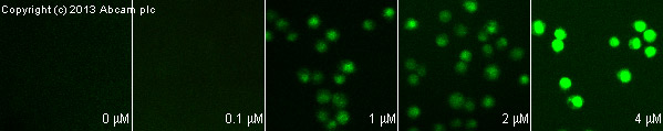  RAW 264.7 cells were loaded with different concentrations of FURA2-AM (ab120873) in a pluronic F-127/DMSO/ HBSS solution for 30 minutes at room temperature and in the dark. After performing two washes with pre-warmed HBSS the cells were further incubated for 30 minutes at 37°C in the dark. Finally, washes with pre-warmed HBSS were performed and the live cells were imaged.