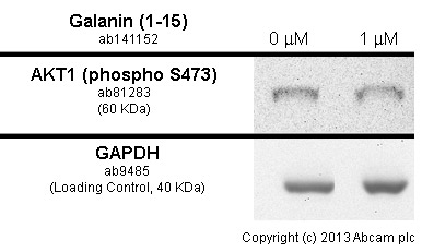  PC12 cells were incubated at 37&degC for 24 hours with vehicle control (0 nM) and 1 μM of Galanin (1-15) (porcine, rat) (ab 141152). Decreased expression of AKT1 (phospho S473) (ab81283) in PC12 cells correlates with an increase in Galanin (1-15) (porcine, rat) concentration, as described in literature.Whole cell lysates were prepared with RIPA buffer (containing protease inhibitors and sodium orthovanadate), 30μg of each were loaded on the gel and the WB was run under reducing conditions. After transfer the membrane was blocked for an hour using 3% milk before being incubated with ab81283 at 1 μg/ml and ab8227 at 1 μg/ml overnight at 4°C. Antibody binding was detected using an anti-rabbit antibody conjugated to HRP (ab97051) at 1/10000 and visualised using ECL development solution.