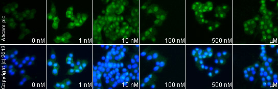  ab81283 staining AKT1 (phospho S473) in PC12 cells treated with galanin (1-29) (rat, mouse) (ab141153), by ICC/IF. Increase of AKT1 (phospho S473) expression correlates with increased concentration of galanin (1-29) (rat, mouse), as described in literature.The cells were incubated at 37°C for 24h in media containing different concentrations of ab141153 (galanin (1-29) (rat, mouse)) in DMSO, fixed with 4% formaldehyde for 10 minutes at room temperature and blocked with PBS containing 10% goat serum, 0.3 M glycine, 1% BSA and 0.1% tween for 2h at room temperature. Staining of the treated cells with ab81283 (1/100) dilution was performed overnight at 4°C in PBS containing 1% BSA and 0.1% tween. A DyLight 488 anti-rabbit polyclonal antibody (ab96899) at 1/250 dilution was used as the secondary antibody. Nuclei were counterstained with DAPI and are shown in blue.
