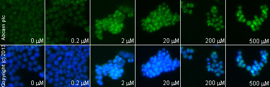  ab11169 staining MDC1 in HCT116 cells treated with GANT 61 (ab120904), by ICC/IF. Increase in MDC1 expression correlates with increased concentration of GANT 61, as described in literature.The cells were incubated at 37°C for 4 hours in media containing different concentrations of ab120904 (GANT 61) in DMSO, fixed with 100% methanol for 5 minutes at -20°C and blocked with PBS containing 10% goat serum, 0.3 M glycine, 1% BSA and 0.1% tween for 2h at room temperature. Staining of the treated cells with ab11169 (1/200 dilution) was performed overnight at 4°C in PBS containing 1% BSA and 0.1% tween. A DyLight 488 goat anti-rabbit polyclonal antibody (ab96899) at 1/250 dilution was used as the secondary antibody. Nuclei were counterstained with DAPI and are shown in blue.