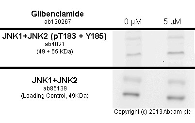  MEF1 cells were incubated at 37&degC for 24h with vehicle control (0 &microM) and 5 µM of glibenclamide (ab120267) in DMSO. Increased expression of JNK1+JNK2 (phospho T183 + Y185) (ab4821) correlates with an increase in glibenclamide concentration, as described in literature.Whole cell lysates were prepared with RIPA buffer (containing protease inhibitors and sodium orthovanadate), 10&microg of each were loaded on the gel and the WB was run under reducing conditions. After transfer the membrane was blocked for an hour using 3% milk before being incubated with ab4821at 1/1000 dilution and ab85139 at 1 &microg /ml overnight at 4°C. Antibody binding was detected using an anti-rabbit antibody conjugated to HRP (ab97051) at 1/10000 dilution and visualised using ECL development solution.