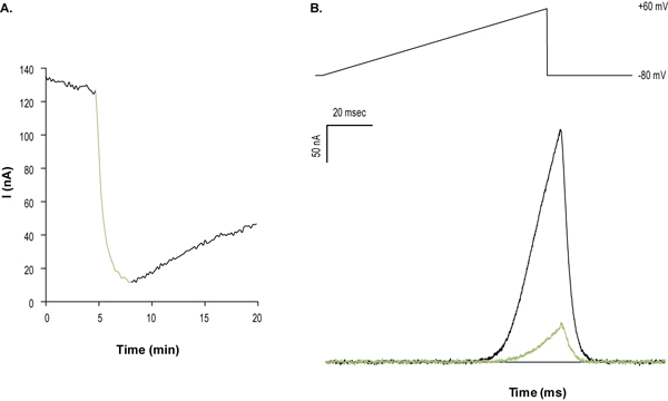  GsMTx-4 inhibits NaV1.7 channel currents expressed in Xenopus oocytes. NaV1.7 currents were elicited by 100 ms voltage ramp from a holding potential of -100 mV to +30 mV, applied every 10 sec using whole-cell voltage clamp technique. Left: Superimposed traces of NaV1.7 currents before (black) and during (green) application of 500 nM GsMTx-4 (ab141871). Right: GsMTx-4 dose response inhibition of NaV1.7 currents.