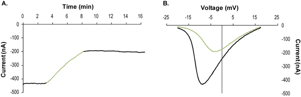  Guangxitoxin-1E inhibits KV2.1 channel currents expressed in Xenopus oocytes. Currents were elicited by application of voltage ramp from a holding potential of -80 mV to 60 mV in 100 msec, delivered every 10 seconds. A. Time course of channel activity (current amplitude at +40 mV), before (black) and during (green) application of 100 nM Guangxitoxin-1E (ab141872). B. Top, illustration of the voltage ramp protocol. Bottom, example of superimposed current traces before (black) and during (green) application of 100 nM Guangxitoxin-1E, taken from the experiment in A.