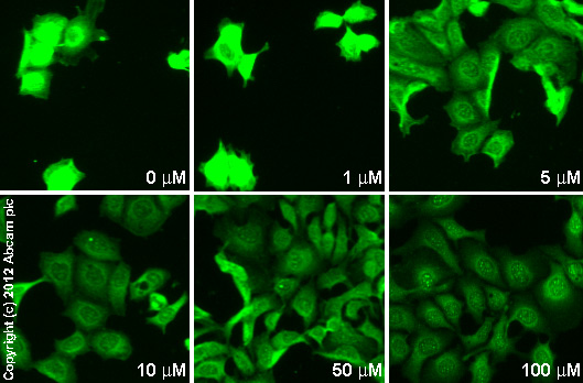  ab46154 staining VEGF in MCF7 cells treated with HA 1077 (ab120306), by ICC/IF. Decrease in VEGF expression correlates with increased concentration of HA 1077 as described in literature.The cells were incubated at 37°C for 1h in media containing different concentrations of ab120306 (HA 1077) in DMSO, fixed with 100% methanol for 5 minutes at -20°C and blocked with PBS containing 10% goat serum, 0.3 M glycine, 1% BSA and 0.1% tween for 2h at room temperature. Staining of the treated cells with ab46154 (5 µg/ml) was performed overnight at 4°C in PBS containing 1% BSA and 0.1% tween. A DyLight 488 goat anti-rabbit polyclonal antibody (ab96899) at 1/250 dilution was used as the secondary antibody.