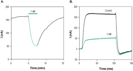  Heteropodatoxin-2 inhibits KV4.2 channel currents expressed in Xenopus oocytes. Currents were elicited by application of voltage step from a holding potential of -100 mV to 0 mV in 100 msec, delivered every 10 seconds. A. Time course of channel activity (current amplitude at +0 mV), before (black) and during (green) application of 100 nM Heteropodatoxin-2 (ab141874). B. Example of superimposed current traces before (black) and during (green) application of 100 nM Heteropodatoxin-2, taken from the experiment in A.