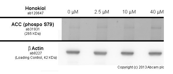  MCF7 cells were incubated at 37&degC for 6h with vehicle control (0 &microM) and different concentrations of honokiol(ab120647). Increased expression of acetyl coenzyme A carboxylase (phospho S79)(ab31931) in MCF7 cells correlates with an increase in honokiol concentration, as described in literature.Whole cell lysates were prepared with RIPA buffer (containing protease inhibitors and sodium orthovanadate), 10&microg of each were loaded on the gel and the WB was run under reducing conditions. After transfer the membrane was blocked for an hour using 5% BSA before being incubated with ab31931 at 1 &microg/ml and ab8227 at 1 &microg/ml overnight at 4°C. Antibody binding was detected using an anti-rabbit antibody conjugated to HRP (ab97051) at 1/10000 dilution and visualised using ECL development solution.