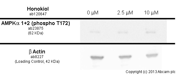   MCF7 cells were incubated at 37&degC for 6h with vehicle control (0 &microM) and different concentrations of honokiol(ab120647). Increased expression of AMPKα 1 + AMPKα 2 (phospho T172) (ab23875) in MCF7 cells correlates with an increase in honokiol concentration, as described in literature.Whole cell lysates were prepared with RIPA buffer (containing protease inhibitors and sodium orthovanadate), 10&microg of each were loaded on the gel and the WB was run under reducing conditions. After transfer the membrane was blocked for an hour using 5% BSA before being incubated with ab23875 at 1/1000 dilution and ab8227 at 1 &microg/ml overnight at 4°C. Antibody binding was detected using an anti-rabbit antibody conjugated to HRP (ab97051) at 1/10000 dilution and visualised using ECL development solution.