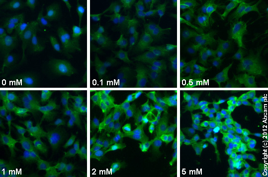  ab39400 staining AMPK alpha 1 (phospho S496) in HepG2 cells treated with AICAR (ab120358), by ICC/IF. Increase in AMPK alpha 1 (phospho S496) expression correlates with increased concentration of AICAR, as described in literature.The cells were incubated at 37°C for 1h in media containing different concentrations of ab120358 (AICAR) in DMSO, fixed with 4% formaldehyde for 10 minutes at room temperature and blocked with PBS containing 10% goat serum, 0.3 M glycine, 1% BSA and 0.1% tween for 2h at room temperature. Staining of the treated cells with ab39400 (5 µg/ml) was performed overnight at 4°C in PBS containing 1% BSA and 0.1% tween. A DyLight 488 goat anti-rabbit polyclonal antibody (ab96899) at 1/250 dilution was used as the secondary antibody. Nuclei were counterstained with DAPI and are shown in blue.