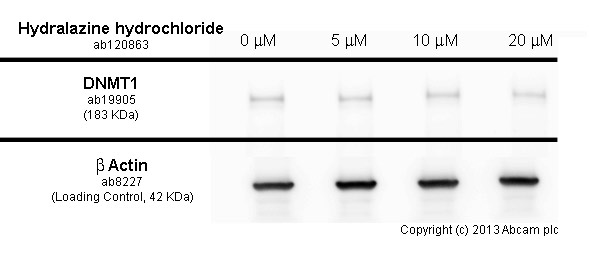  Jurkat cells were incubated at 37&degC for 5 days with vehicle control (0 &microM) and different concentrations of hydralazine hydrochloride (ab120863). Decreased expression of DNMT1 (ab19905) in Jurkat cells correlates with an increase in hydralazine hydrochloride concentration, as described in literature.Whole cell lysates were prepared with RIPA buffer (containing protease inhibitors and sodium orthovanadate), 20&microg of each were loaded on the gel and the WB was run under reducing conditions. After transfer the membrane was blocked for an hour using 5% BSA before being incubated with ab19905 at 1 &microg/ml and ab8227 at 1 &microg/ml overnight at 4°C. Antibody binding was detected using an anti-rabbit antibody conjugated to HRP (ab97051) at 1/10000 dilution and visualised using ECL development solution.