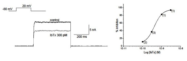  HEK293 cells plated for 48 hours and then transfected with rat Slo27 for 24 hours. Currents from whole-cell recordings, with 1 µM Ca2+ in the electrode solution. Cells voltage-clamped at -80 mV, with currents activated by 500 ms depolarization to +20 mV. Concentration-inhibition relationship produces an IC50 of 412 pM.(Number of experimental determinations shown in brackets).