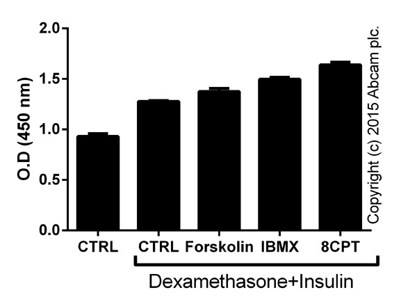  1e7 3T3-L1 cells were treated for 15 minutes with 1 µM dexamethasone (ab120743) and 1 µg x mL-1 insulin (ab123768) with the addition of 50 µM forskolin (ab120058), 0.5 mM IBMX (ab120840) or 0.1 mM 8-CPT-cAMP (ab120424), extracted according to the protocol. Lysates were diluted 50-fold, and tested in duplicates (+/-SD).