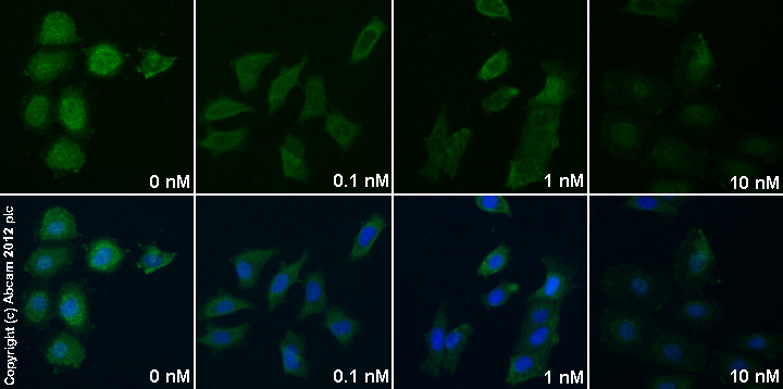  ab47489 staining BCL2 in MCF7 cells treated with ICI 182,780 (ab120131), by ICC/IF. Decrease in BCL2 expression correlates with increased concentration of ICI 182,780 as described in literature.The cells were incubated at 37°C for 3h in media containing different concentrations of ab120131 (ICI 182,780) in DMSO, fixed with 4% formaldehyde for 10 minutes at room temperature and blocked with PBS containing 10% goat serum, 0.3 M glycine, 1% BSA and 0.1% tween for 2h at room temperature. Staining of the treated cells with ab47489 (5 µg/ml) was performed overnight at 4°C in PBS containing 1% BSA and 0.1% tween. A DyLight 488 goat anti-rabbit polyclonal antibody (ab96899) at 1/250 dilution was used as the secondary antibody. Nuclei were counterstained with DAPI and are shown in blue.