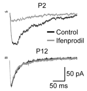  Median ifenprodil sensitivity from a rat postnatal day 2 (P2) and day 12 (P12) neuron; NMDAR-mediated responses in control (black) and in presence of the GluN2B-preferring antagonist ifenprodil (ab120111, grey).