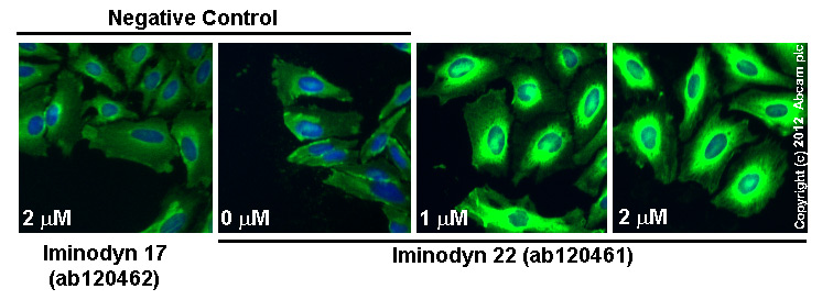  ab66705 staining PAI1 in HeLa cells treated with iminodyn 17™ (ab120462), by ICC/IF. No change in PAI1 expression was observed with incubation with iminodyn 17™, as described in literature.The cells were incubated at 37°C for 48h in media containing different concentrations of ab120462 (Iminodyn-17™) in DMSO, fixed with 100% methanol for 5 minutes at -20°C and blocked with PBS containing 10% goat serum, 0.3 M glycine, 1% BSA and 0.1% tween for 2h at room temperature. Staining of the treated cells with ab66705 (5 µg/ml) was performed overnight at 4°C in PBS containing 1% BSA and 0.1% tween. A DyLight 488 goat anti-rabbit polyclonal antibody (ab96899) at 1/250 dilution was used as the secondary antibody. Nuclei were counterstained with DAPI and are shown in blue.