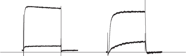  a-Dendrotoxin inhibits KV1.1 and KV1.2 channel currents heterologously expressed in Xenopus oocytes. KV1.1 (left, in 2 mM K+) and KV1.2 (right, in 5 mM K+) channel currents elicited by 200 ms depolarization from a holding potential of -100 mV to +20 mV, before and during application of 100 nM a-Dendrotoxin (ab141791). 73% (n = 4) of the KV1.1 and 80% (n = 4) of the KV1.2 channels were inhibited by a-Dendrotoxin , respectively.