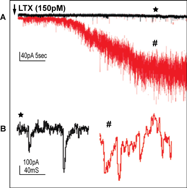  a-Latrotoxin elicits synaptic transmission. A. Superimposed current traces of post synaptic recording from dissociated hippocampal neurons in culture before (black) and after (red) application of the indicated toxin concentration. B. Individual post synaptic currents are magnified from A.