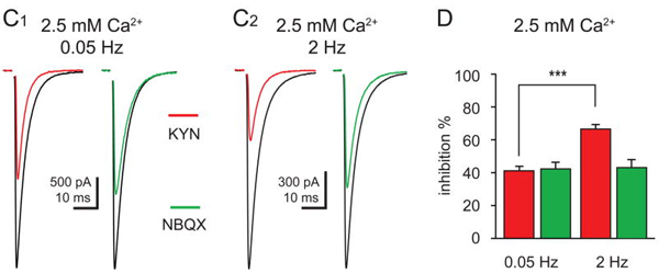  C1 and C2 - Inhibition of climbing fiber to Purkinje cell EPSCs in (control; black) by 1 mM Kynurenic acid (red, ab120064) or 100 nM NBQX (green, ab120045) recorded in 2.5 mM external Ca2+ at 0.05 Hz (C1) and 2 Hz (C2) stimulation frequency. D - Summary of inhibition of EPSCs by 1 mM Kynurenic acid (red, ab120064) and 100 nM NBQX (green, ab120045) in 2.5 mM external Ca2+.