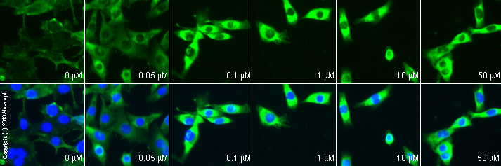  ab24851 staining cAMP in MALME-3M cells treated with α-MSH (ab120205), by ICC/IF. Increase of cAMP correlates with increased concentration of α-MSH, as described in literature.The cells were incubated at 37°C for 2h in media containing different concentrations of ab120205 (α-MSH) in DMSO, fixed with 4% formaldehyde for 10 minutes at room temperature and blocked with PBS containing 10% goat serum, 0.3 M glycine, 1% BSA and 0.1% tween for 2h at room temperature. Staining of the treated cells with ab24851 (5 µg/ml) was performed overnight at 4°C in PBS containing 1% BSA and 0.1% tween. A DyLight 488 goat anti-mouse polyclonal antibody (ab96879) at 1/250 dilution was used as the secondary antibody. Nuclei were counterstained with DAPI and are shown in blue.