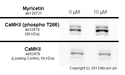  PC 12 cells were incubated at 37&degC for 30 minutes with vehicle control (0 &microM) and different concentrations of myricetin (ab120721). Increased expression of CaMKII (phospho T286) (ab32678) in PC 12 cells correlates with an increase in myricetin concentration, as described in literature.Whole cell lysates were prepared with RIPA buffer (containing protease inhibitors and sodium orthovanadate), 20&microg of each were loaded on the gel and the WB was run under reducing conditions. After transfer the membrane was blocked for an hour using 3% milk before being incubated with ab32678at 1/500 dilution and ab52476 at 1/500 dilution overnight at 4°C. Antibody binding was detected using an anti-rabbit antibody conjugated to HRP (ab97051) at 1/10000 dilution and visualised using ECL development solution.