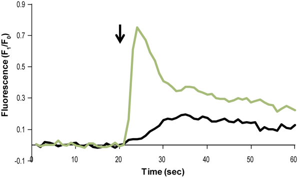  N-Formyl-Met-Leu-Phe activates Ca2+ transients in differentiated HL-60 cells. Cells were loaded with Fluo-3 AM (ab145254). Changes in intracellular Ca2+ were detected via changes in Fluo-3 emission following application (indicated by arrow) of 1 µM N-Formyl-Met-Leu-Phe (ab141806), (green) compared to control (black, saline perfusion).
