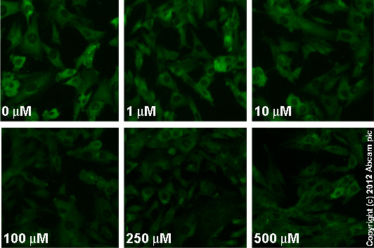  ab96379  staining MEK1 (phospho S298) in SK-N-SH cells treated with NBQX disodium salt (ab120046), by ICC/IF. Decrease in MEK1 (phospho S298) expression correlates with increased concentration of NBQX disodium salt, as described in literature.The cells were incubated at 37°C for 24h in media containing different concentrations of ab120046 (NBQX disodium salt) in DMSO, fixed with 4% formaldehyde for 10 minutes at room temperature and blocked with PBS containing 10% goat serum, 0.3 M glycine, 1% BSA and 0.1% tween for 2h at room temperature. Staining of the treated cells with ab96379 (1/100 dilution) was performed overnight at 4°C in PBS containing 1% BSA and 0.1% tween. A DyLight 488 goat anti-rabbit polyclonal antibody (ab96899) at 1/250 dilution was used as the secondary antibody.