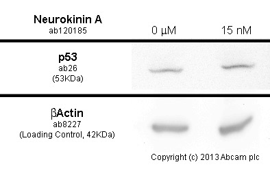  K562 cells were incubated at 37&degC for 4h with vehicle control (0 μM) and 15 nM of neurokinin A (ab120185). Increased expression of p53 (ab26) correlates with an increase in neurokinin A concentration, as described in literature.Whole cell lysates were prepared with RIPA buffer (containing protease inhibitors and sodium orthovanadate), 20&microg of each were loaded on the gel and the WB was run under reducing conditions. After transfer the membrane was blocked for an hour using 3% milk before being incubated with ab26 at 5 μg/ml and ab8227 at 1 &microg/ml overnight at 4°C. Antibody binding was detected using an anti-mouse antibody conjugated to HRP (ab97040) at 1/10000 dilution and visualised using ECL development solution.
