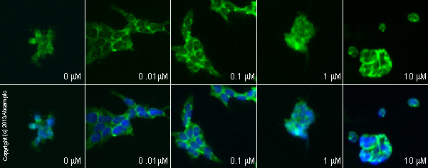  ab70280 staining cAMP in HEK293 cells treated with neuropeptide S (ab120174), by ICC/IF. Increase in cAMP expression correlates with increased concentration of neuropeptide S, as described in literature.The cells were incubated at 37°C for 10 minutes in media containing different concentrations of ab120174 (neuropeptide S) in DMSO, fixed with 100% methanol for 5 minutes at -20°C and blocked with PBS containing 10% goat serum, 0.3 M glycine, 1% BSA and 0.1% tween for 2h at room temperature. Staining of the treated cells with ab70280 (5 µg/ml) was performed overnight at 4°C in PBS containing 1% BSA and 0.1% tween. A DyLight 488 goat anti-mouse polyclonal antibody (ab96879) at 1/250 dilution was used as the secondary antibody. Nuclei were counterstained with DAPI and are shown in blue.