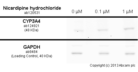  HepG2 cells were incubated at 37&degC for 48h with vehicle control (0 &microM) and different concentrations of nicardipine hydrochloride (ab120531) in DMSO. Increased expression of cytochrome P450 3A4 (ab124921) correlates with an increase in nicardipine hydrochloride concentration, as described in literature.Whole cell lysates were prepared with RIPA buffer (containing protease inhibitors and sodium orthovanadate), 10&microg of each were loaded on the gel and the WB was run under reducing conditions. After transfer the membrane was blocked for an hour using 5% BSA before being incubated with ab124921 at 1/10000 dilution and ab9484 at 1 &microg/ml overnight at 4°C. Antibody binding was detected using an anti-rabbit antibody conjugated to HRP (ab97051) at 1/10000 dilution and visualised using ECL development solution.
