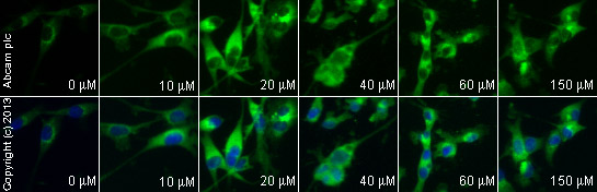  ab2770 staining aryl hydrocarbon receptor in MDA-MB-231 cells treated with nifedipine (ab120135), by ICC/IF. Increase in aryl hydrocarbon receptor expression correlates with increased concentration of nifedipine, as described in literature.The cells were incubated at 37°C for 6h in media containing different concentrations of ab120135 (nifedipine) in DMSO, fixed with 100% methanol for 5 minutes at -20°C and blocked with PBS containing 10% goat serum, 0.3 M glycine, 1% BSA and 0.1% tween for 2h at room temperature. Staining of the treated cells with ab2770 (1/100 dilution) was performed overnight at 4°C in PBS containing 1% BSA and 0.1% tween. A DyLight 488 goat anti-mouse polyclonal antibody (ab96879) at 1/250 dilution was used as the secondary antibody. Nuclei were counterstained with DAPI and are shown in blue.