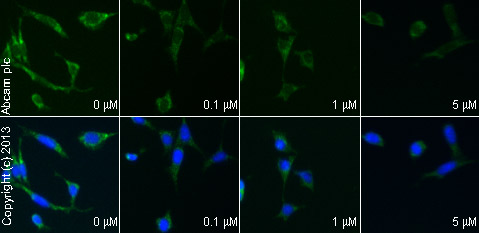  ab56889 staining mitofusin 2 in MEF1 cells treated with nigericin Na+ salt (ab120494), by ICC/IF. Decrease in mitofusin 2 expression correlates with increased concentration of nigericin Na+ salt, as described in literature.The cells were incubated at 37°C for 3h in media containing different concentrations of ab120494 (nigericin Na+ salt) in DMSO, fixed with 100% methanol for 5 minutes at -20°C and blocked with PBS containing 10% goat serum, 0.3 M glycine, 1% BSA and 0.1% tween for 2h at room temperature. Staining of the treated cells with ab56889 (10 µg/ml) was performed overnight at 4°C in PBS containing 1% BSA and 0.1% tween. A DyLight 488 goat anti-mouse polyclonal antibody (ab96879) at 1/250 dilution was used as the secondary antibody. Nuclei were counterstained with DAPI and are shown in blue.