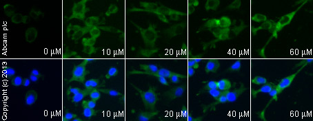  ab2770 staining aryl hydrocarbon receptor in MDA-MB-231 cells treated with nimodipine (ab120138), by ICC/IF. Increase in aryl hydrocarbon receptor expression correlates with increased concentration of nimodipine, as described in literature.The cells were incubated at 37°C for 6h in media containing different concentrations of ab120138 (nimodipine) in DMSO, fixed with 100% methanol for 5 minutes at -20°C and blocked with PBS containing 10% goat serum, 0.3 M glycine, 1% BSA and 0.1% tween for 2h at room temperature. Staining of the treated cells with ab2770 (1/100 dilution) was performed overnight at 4°C in PBS containing 1% BSA and 0.1% tween. A DyLight 488 goat anti-mouse polyclonal antibody (ab96879) at 1/250 dilution was used as the secondary antibody. Nuclei were counterstained with DAPI and are shown in blue.