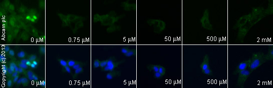  ab32505 staining AKT1 in SK-N-SH cells treated with alsterpaullone (ab141070), by ICC/IF. Decrease of AKT1 expression correlates with increased concentration of alsterpaullone, as described in literature.The cells were incubated at 37°C for 6h in media containing different concentrations of ab141070 (alsterpaullone) in DMSO, fixed with 4% formaldehyde for 10 minutes at room temperature and blocked with PBS containing 10% goat serum, 0.3 M glycine, 1% BSA and 0.1% tween for 2h at room temperature. Staining of the treated cells with ab32505 (1/200 dilution was performed overnight at 4°C in PBS containing 1% BSA and 0.1% tween. A DyLight 488 anti-rabbit polyclonal antibody (ab96899) at 1/250 dilution was used as the secondary antibody. Nuclei were counterstained with DAPI and are shown in blue.