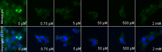  ab32505 staining AKT1 in SK-N-SH cells treated with alsterpaullone (ab141070), by ICC/IF. Decrease of AKT1 expression correlates with increased concentration of alsterpaullone, as described in literature.The cells were incubated at 37°C for 6h in media containing different concentrations of ab141070 (alsterpaullone) in DMSO, fixed with 4% formaldehyde for 10 minutes at room temperature and blocked with PBS containing 10% goat serum, 0.3 M glycine, 1% BSA and 0.1% tween for 2h at room temperature. Staining of the treated cells with ab32505 (1/200 dilution was performed overnight at 4°C in PBS containing 1% BSA and 0.1% tween. A DyLight 488 anti-rabbit polyclonal antibody (ab96899) at 1/250 dilution was used as the secondary antibody. Nuclei were counterstained with DAPI and are shown in blue.